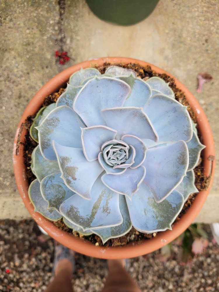 Christianson's Nursery