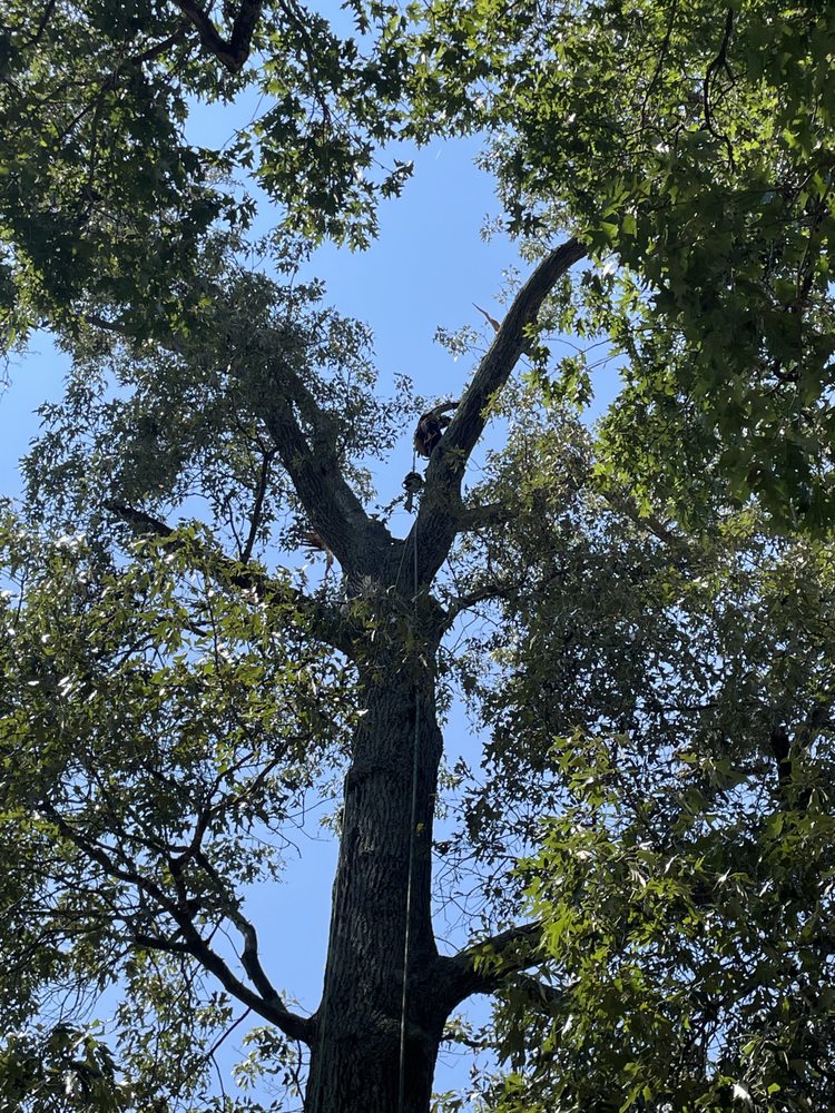 Wiley’s Landscaping & Tree Service