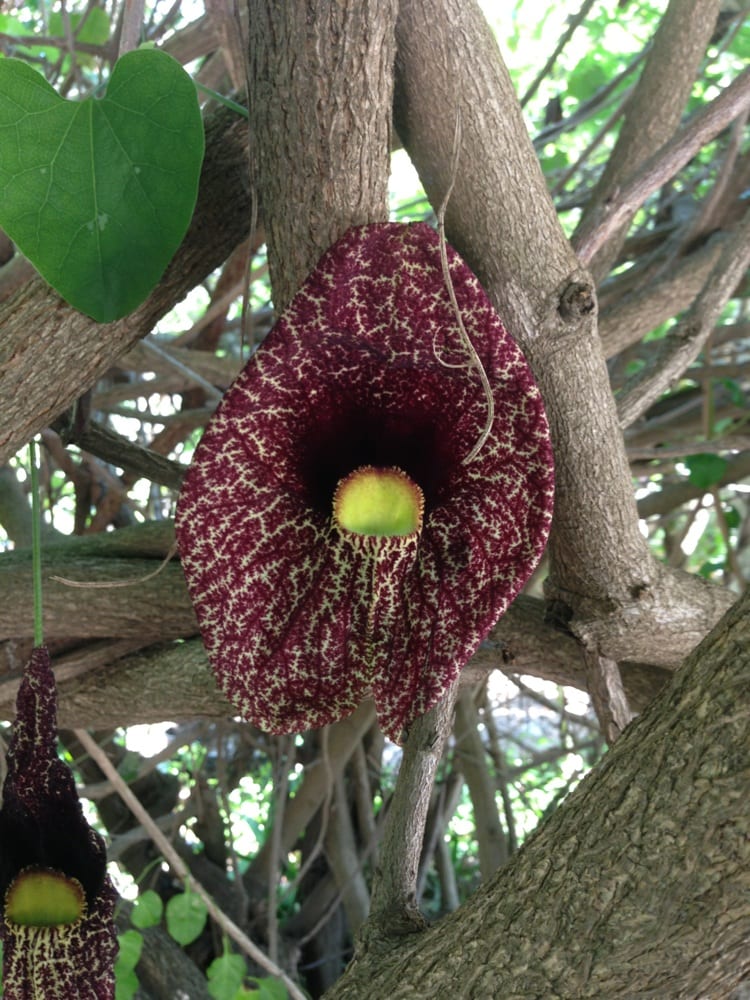 Photos For Exotica Rare Fruit Nursery Yelp Photo Of Exotica Rare Fruit Nursery Vista Ca United States