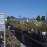 The Watershed Nursery 18 Reviews Nurseries Gardening 601 A Surprisingly Large Selection Photo Of The Watershed Nursery Richmond Ca United States