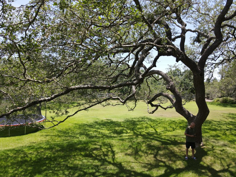 San Antonio Tree Surgeons
