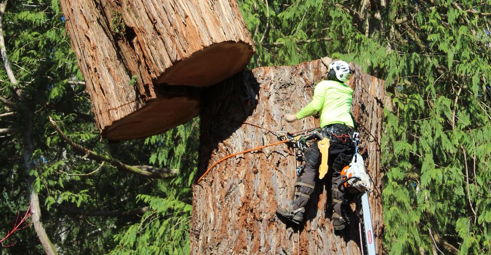 Nelson White Arborists