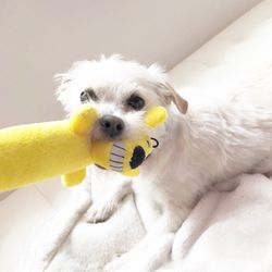 Waggytail Rescue 23 Photos 15 Reviews Pet Adoption Lower Waggytail Rescue 23 Photos 15 Reviews Pet Adoption Lower East Side New York Ny Yelp