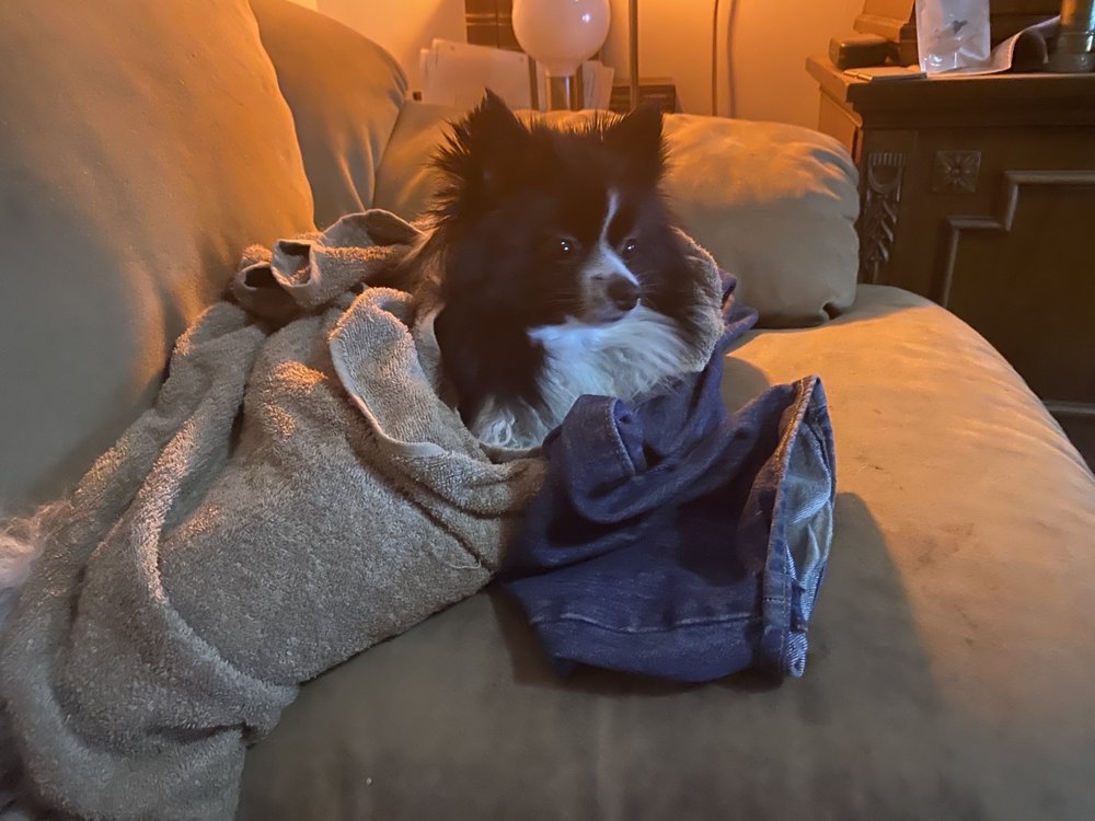 Bella Luna Pomeranians