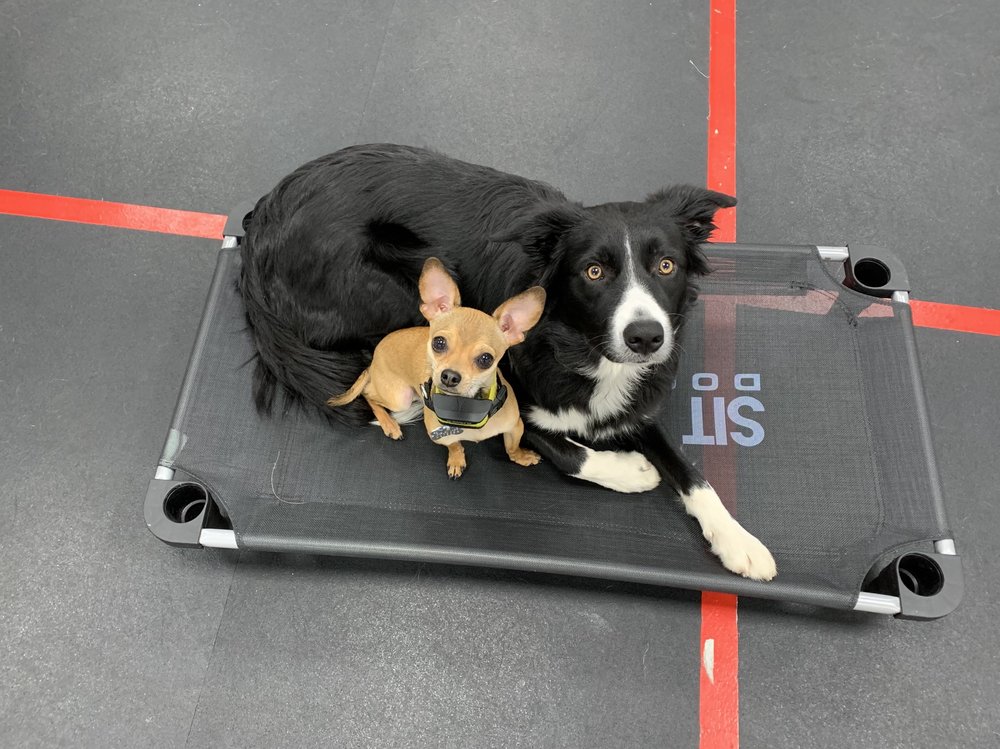 Sit Means Sit Dog Training
