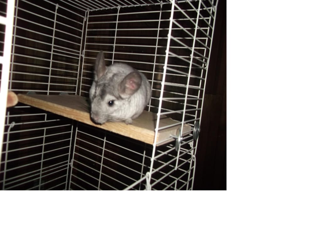chinchilla shelter