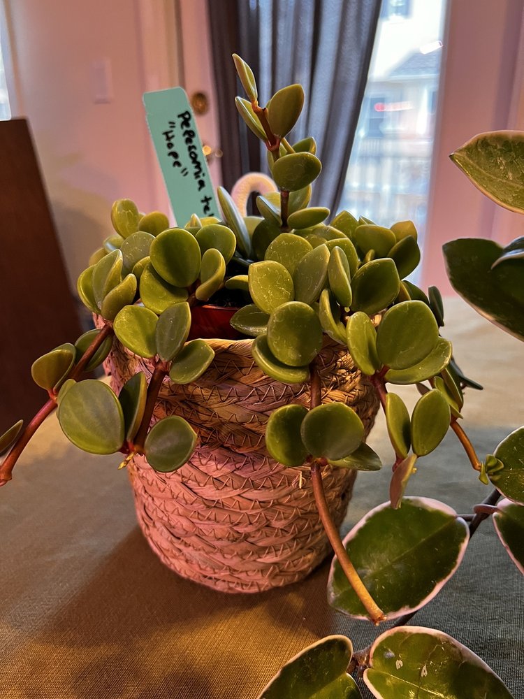 Poly Plant Shop