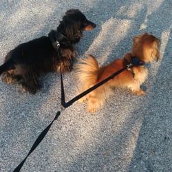dog walker columbia md dog walker columbia md