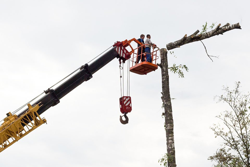 A-1 HighClimbers Tree Service