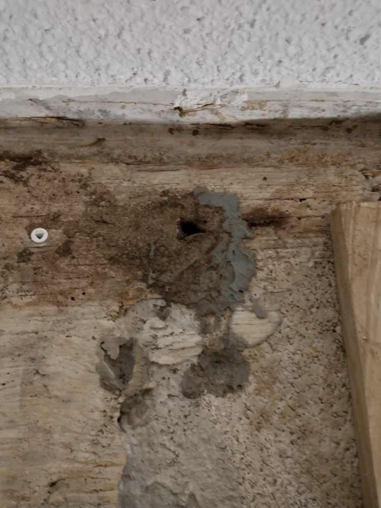 All Florida Pest Control