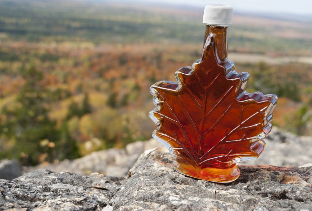 Saratoga Maple