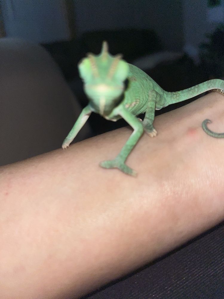 Carol's Critters Image