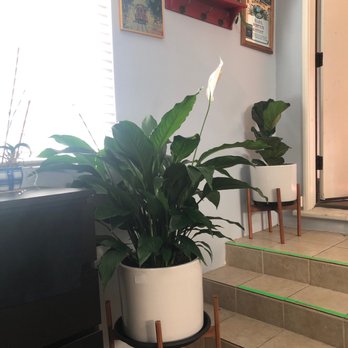 Sunset Nursery 198 Photos 242 Reviews Nurseries Gardening Photo Of Sunset Nursery Los Angeles Ca United States Peace Lily And