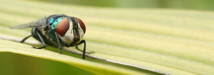 Green Valley Pest Control