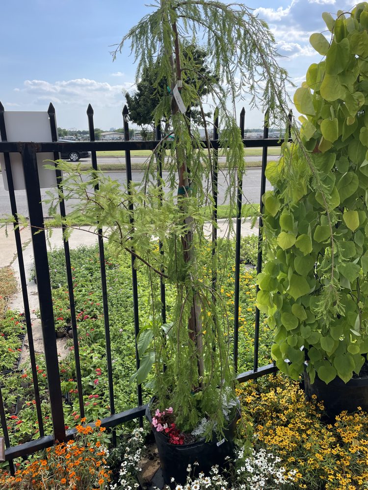 Ruibal's Plants of Texas