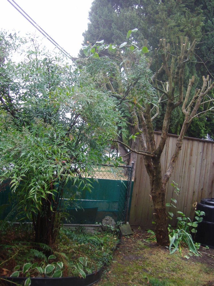 Monkey Tree Services