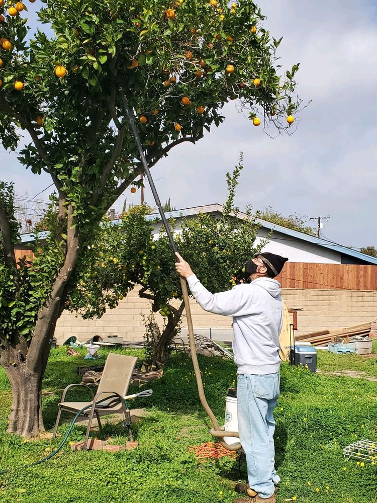 SoCal Bee Removal and Relocation