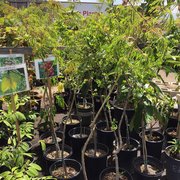 Andersen Nursery Thenurseries San Go Ca United States Walter Andersen Nursery 64 Photos 133 Reviews Nurseries