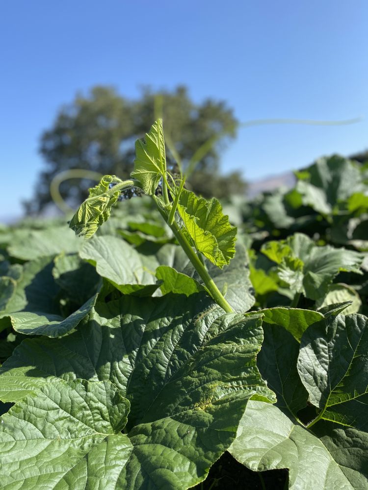 The Pumpkin Patch