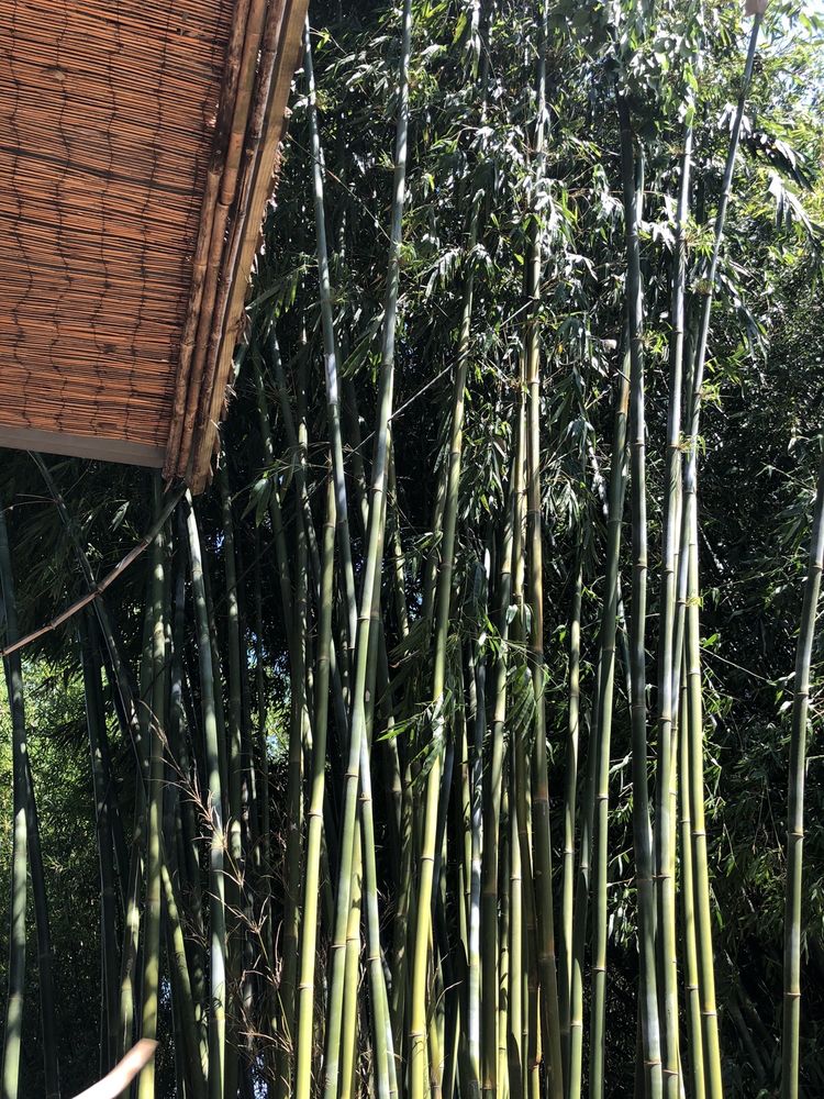 Houston Bamboo Nursery