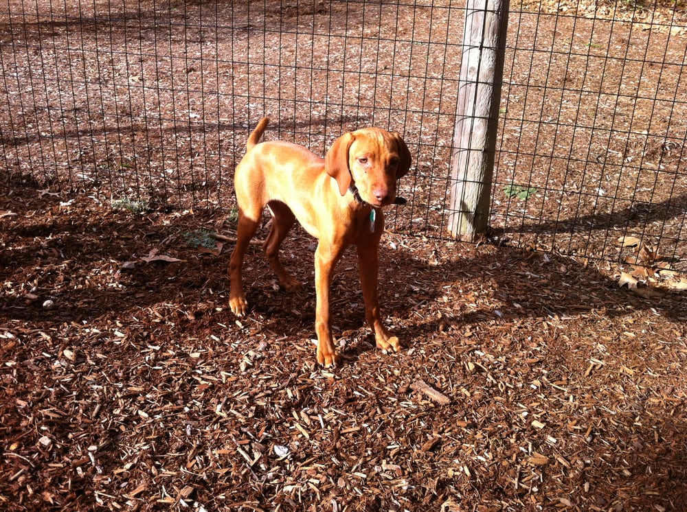 Dog Walking Services Newton Ma Dog Walking Services Newton Ma