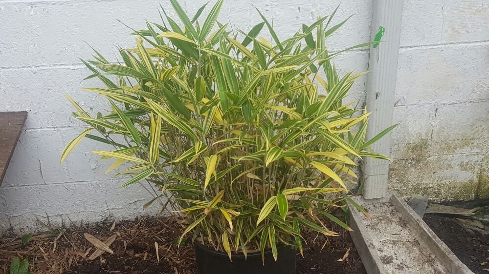 JA Bamboo Nursury 32 Photos Nurseries & Gardening 2158 N 160th St