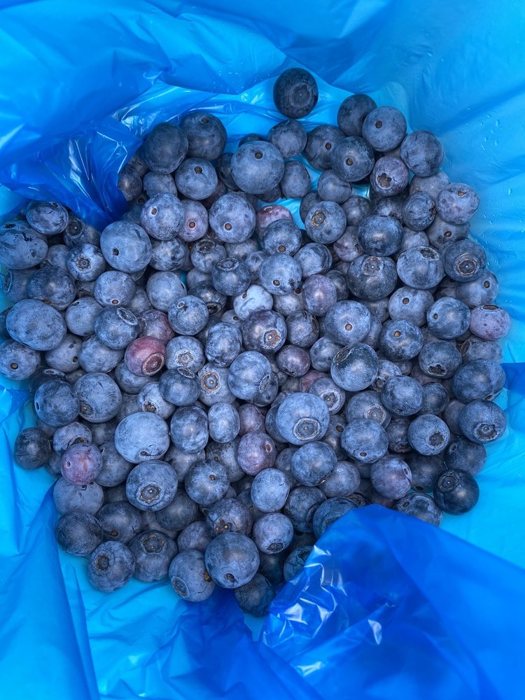 Sprinkle's Blueberry Farm