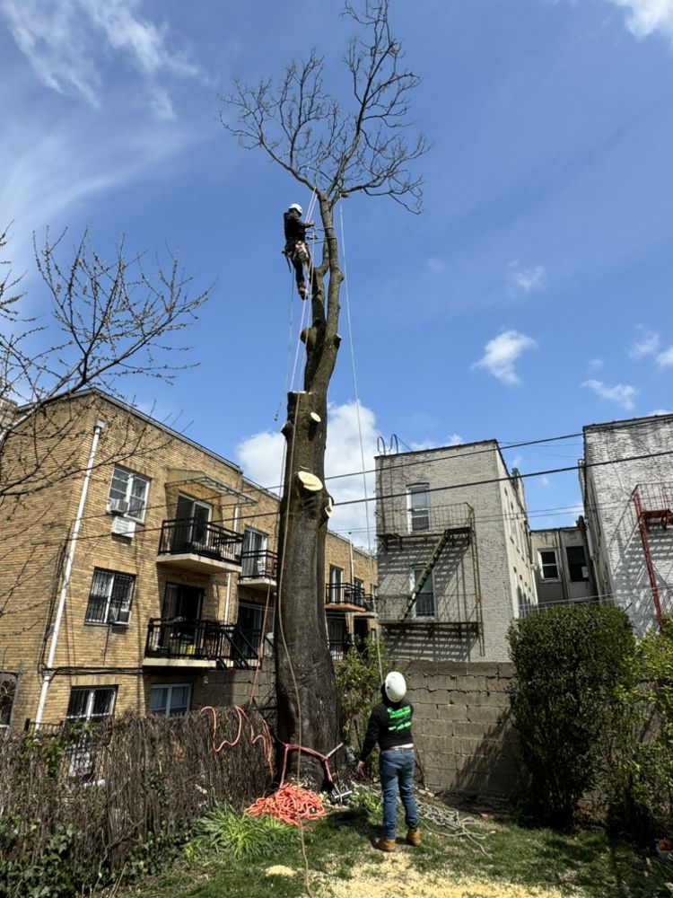 Power Tree Removal 