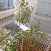 Cistus Nursery 14 Reviews Nurseries Gardening 22711 Nw Photo Of Cistus Nursery Portland Or United States Unng Clematis X Cartmanii