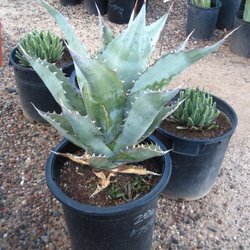 Black Mountain Nursery Nurseries Gardening 4840 E Dynamite Photo Of Black Mountain Nursery Phoenix Az United States A Zebra