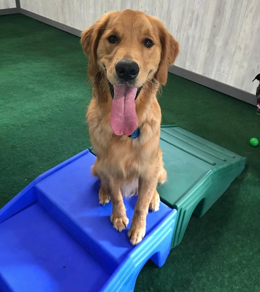 Bittersweet Pet Resort & Stables, Niles Roadtrippers