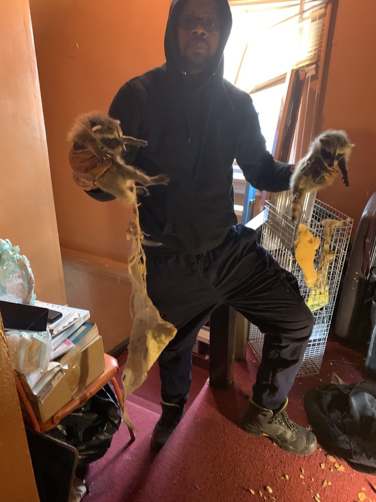 Frontline Pest & Wildlife Service