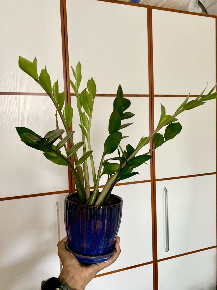 Indoor Outdoor Gardener