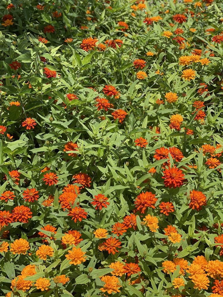 Apopka Landscaping