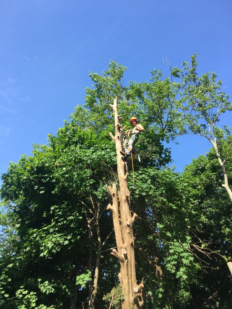 Tarzan Tree Service
