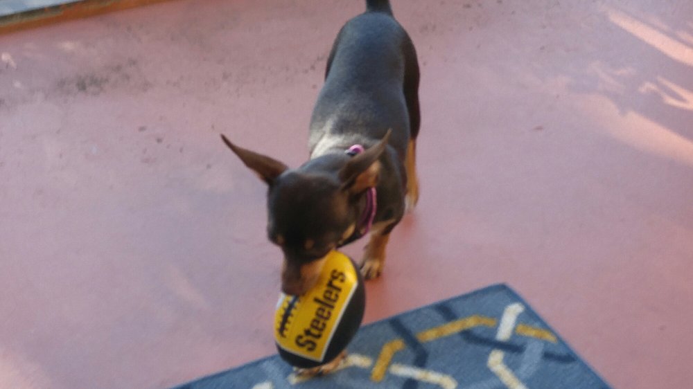 treasure coast humane society dogs