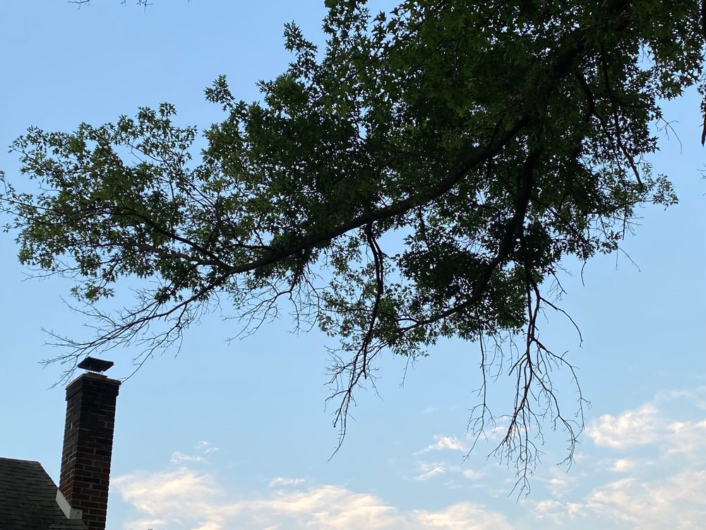 W&N Tree Service