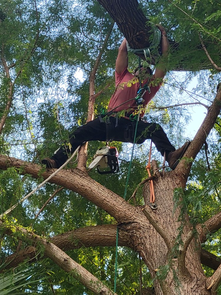 Gotham Tree Service