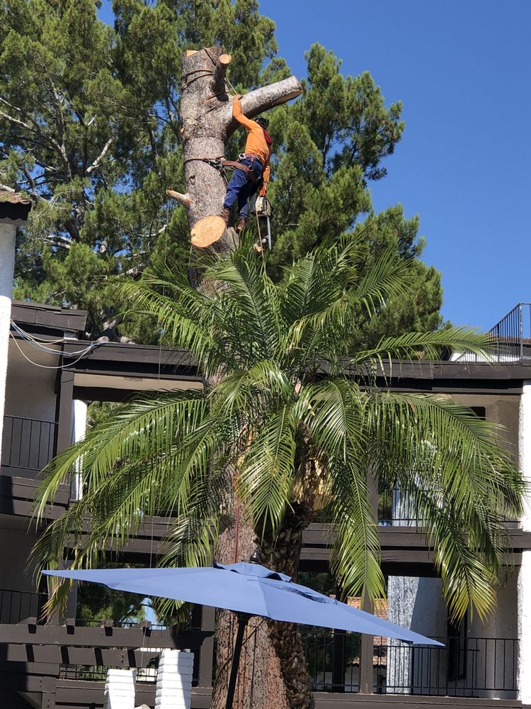 Soriano Landscaping And Tree Service