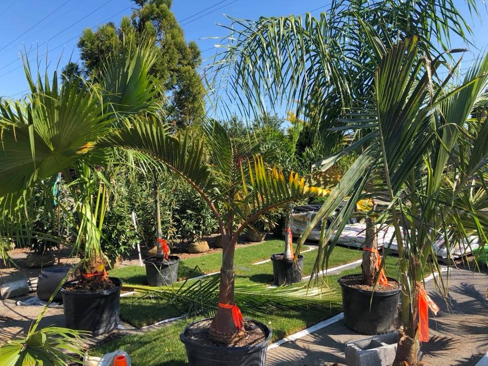 Black Landscape Contracting