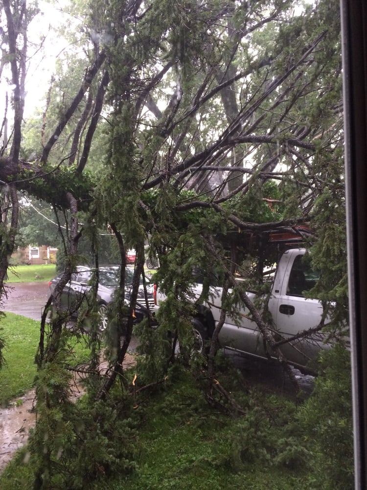 Dan Moore Tree Service