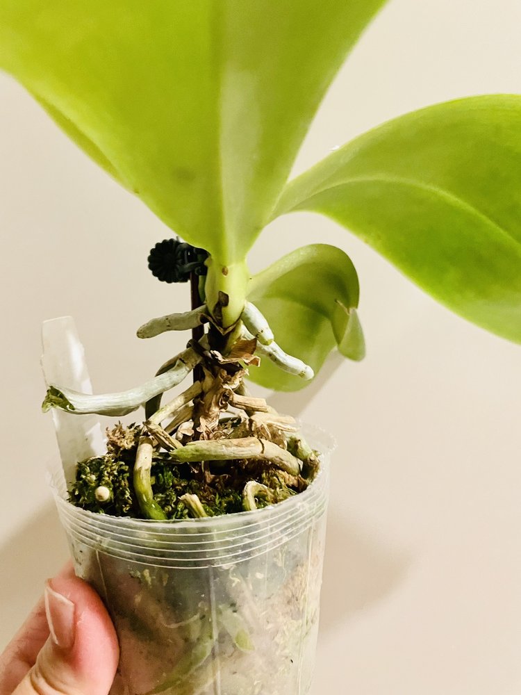 Norman's Orchid Nursery
