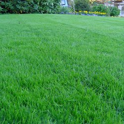 chriss lawn cutting service 10 photos landscaping hicksville cheap grass cutting