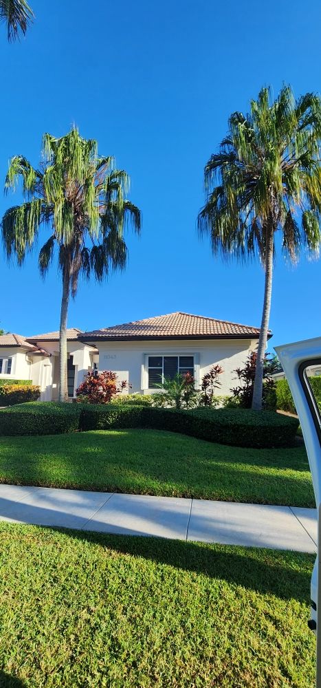 Tree Services Pacheco