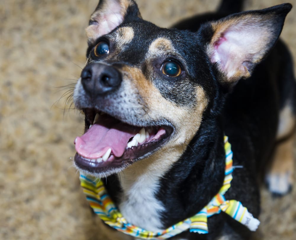 Best Place To Buy Bulk Dog Food Best Place To Buy Bulk Dog Food