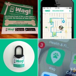 wag dog walking review wag dog walking review