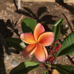 Plumeria Palace 38 Photos 19 Reviews Nurseries Gardening Photo Of Plumeria Palace Orange Ca United States
