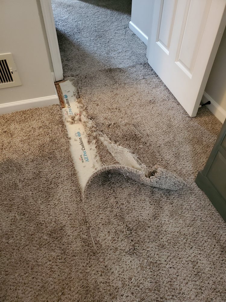 image of business The Carpet Repair Guy
