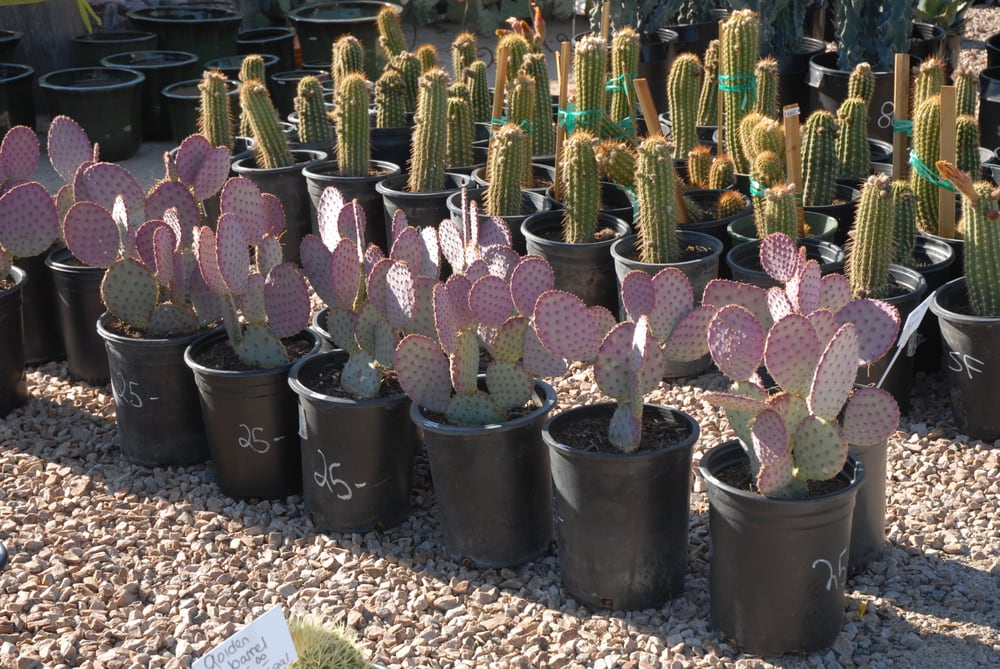 20130513 Bach's Greenhouse Cactus Nursery Santa Rita Prickly Pear