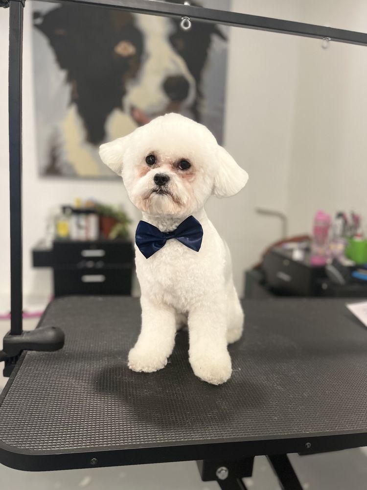 Wag n’ Swag